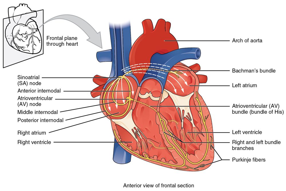 Diagram of the cardiac conduction system